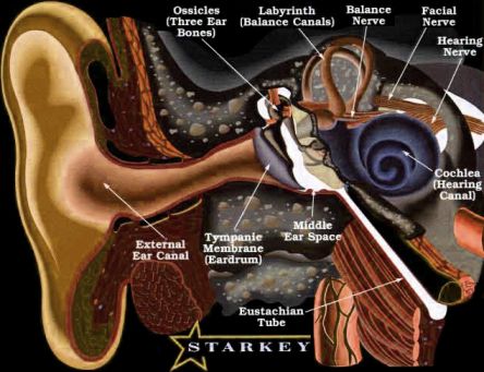 Human Ear